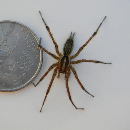 Grass Spiders In California